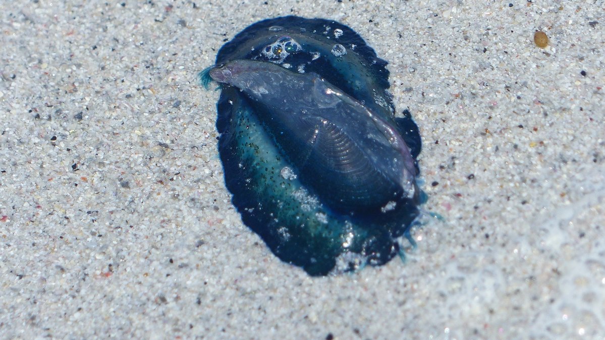 IreneBoston2's tweet image. My Berneray West Beach visit luckily coincided with a wreck of By-the-Wind Sailors, freshly washed ashore. Never seen so many! I wasn't lucky with Violet Sea Snails, although I know they were found that day but great to find Buoy Barnacles mixed in