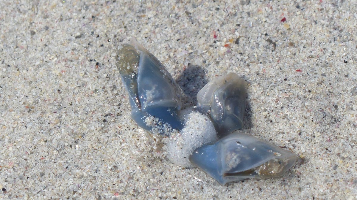 IreneBoston2's tweet image. My Berneray West Beach visit luckily coincided with a wreck of By-the-Wind Sailors, freshly washed ashore. Never seen so many! I wasn't lucky with Violet Sea Snails, although I know they were found that day but great to find Buoy Barnacles mixed in