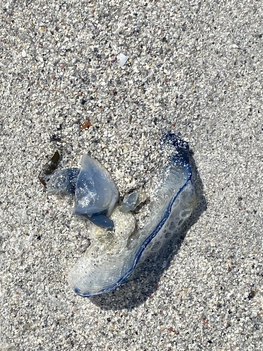 IreneBoston2's tweet image. My Berneray West Beach visit luckily coincided with a wreck of By-the-Wind Sailors, freshly washed ashore. Never seen so many! I wasn't lucky with Violet Sea Snails, although I know they were found that day but great to find Buoy Barnacles mixed in