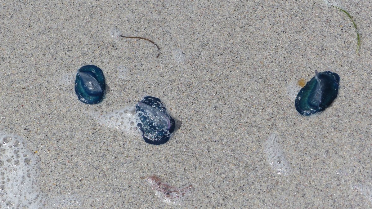 IreneBoston2's tweet image. My Berneray West Beach visit luckily coincided with a wreck of By-the-Wind Sailors, freshly washed ashore. Never seen so many! I wasn't lucky with Violet Sea Snails, although I know they were found that day but great to find Buoy Barnacles mixed in