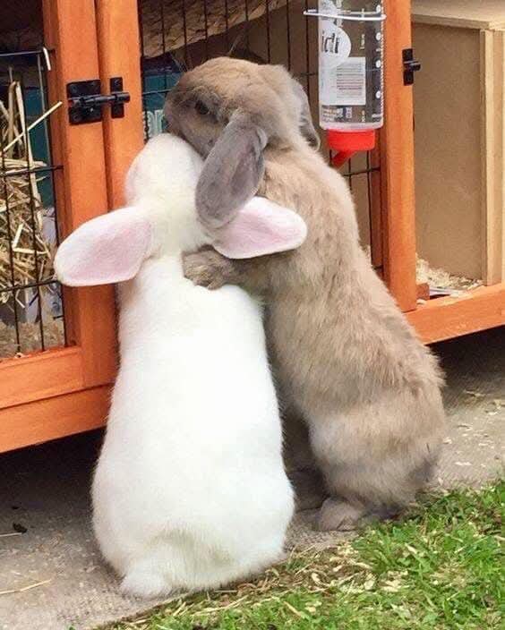 Best friends 💞🐰