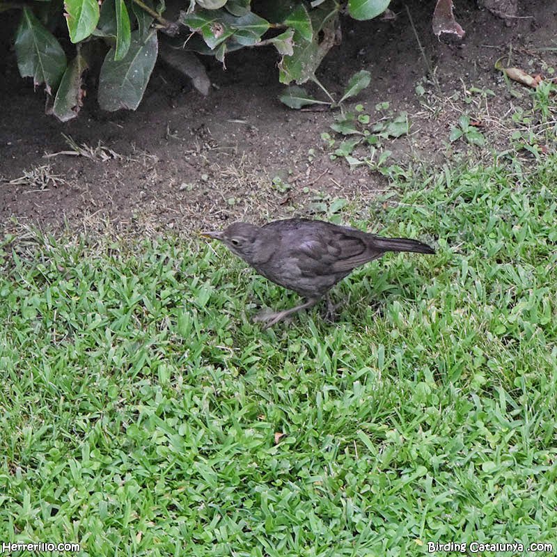 Aves fotografiadas desde el balcón 😍
Abubilla, lavandera blanca y mirlo