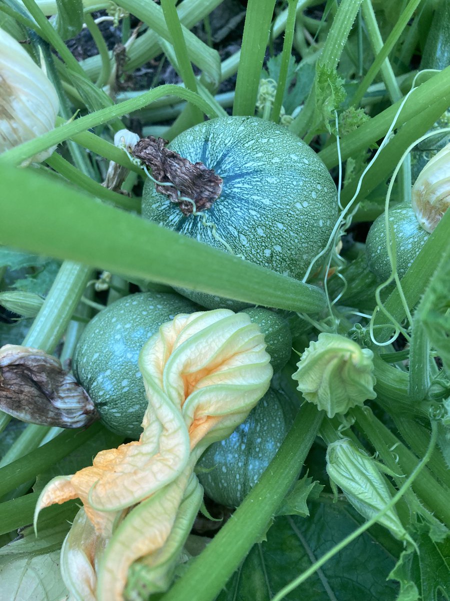 suusonline's tweet image. Check dit! Dinsdag moest ik ze nog zoeken met een vergrootglas. Een paar geef ik aan een buurvriendin, en met de rest ga ik experimenteren! In de keuken dus, om misverstanden te voorkomen. Ik ken jullie. #SuusGoesMoestuinieren