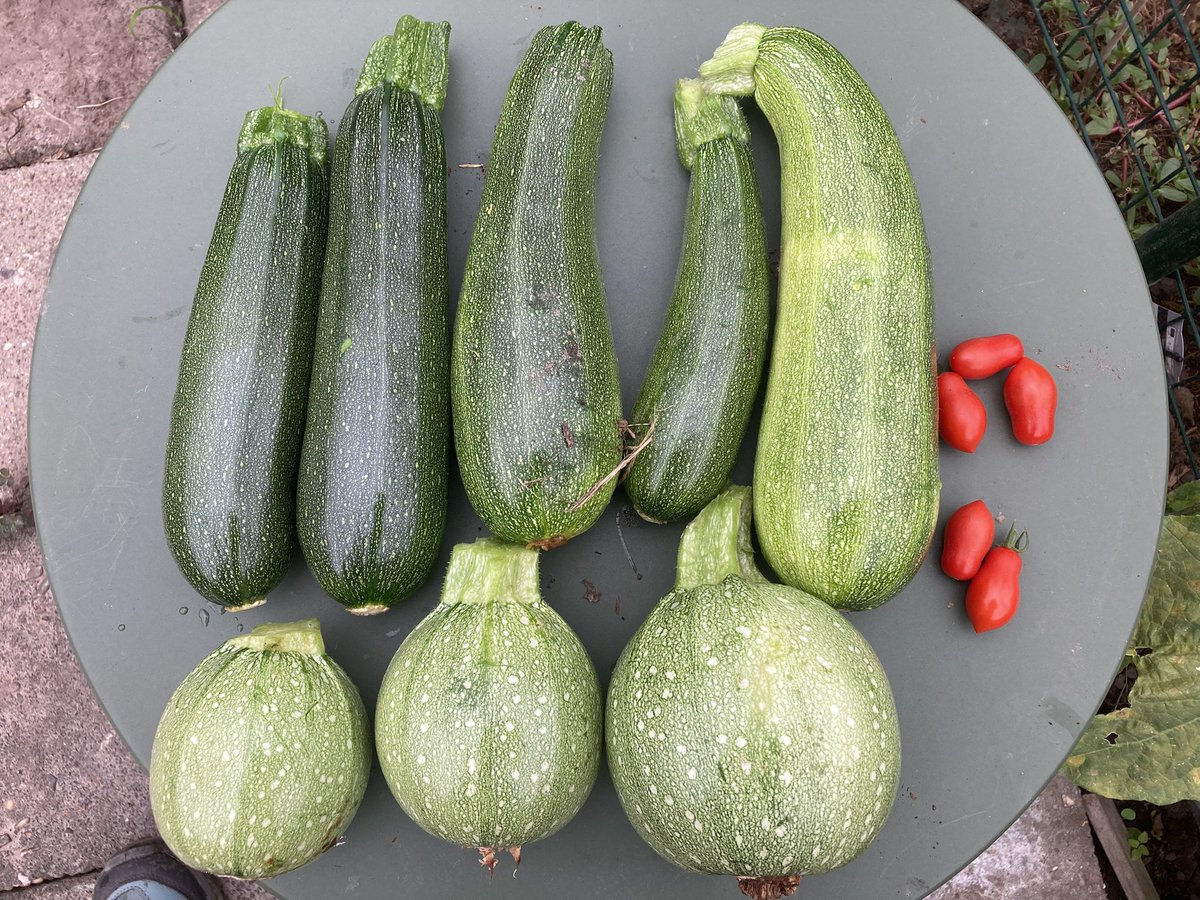 suusonline's tweet image. Check dit! Dinsdag moest ik ze nog zoeken met een vergrootglas. Een paar geef ik aan een buurvriendin, en met de rest ga ik experimenteren! In de keuken dus, om misverstanden te voorkomen. Ik ken jullie. #SuusGoesMoestuinieren