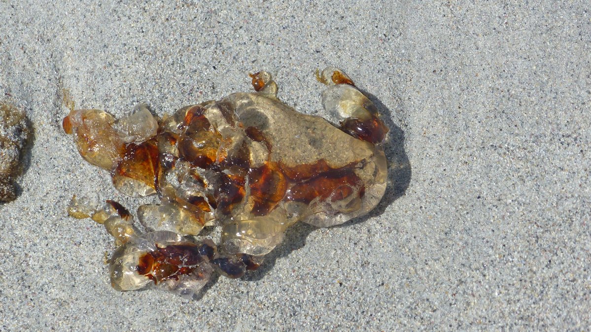 IreneBoston2's tweet image. Still puzzling over some things washed ashore on Berneray's West Beach. Sea slug for 2 maybe? Oyster Thief for 3 perhaps but I have no idea on 1 or 4, although they might not be in a good enough condition to be identified.