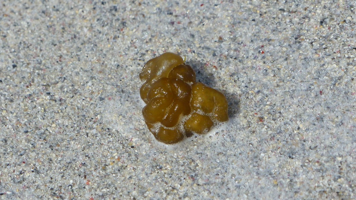 IreneBoston2's tweet image. Still puzzling over some things washed ashore on Berneray's West Beach. Sea slug for 2 maybe? Oyster Thief for 3 perhaps but I have no idea on 1 or 4, although they might not be in a good enough condition to be identified.