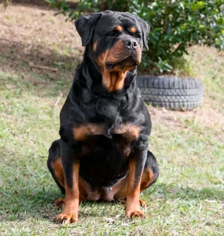 rottweiler19932's tweet image. This is my gardening pal Riley, he is now 11 years 4 months old. He has lost a lot of mobility, but still enjoying his life. Thanks for having us!
