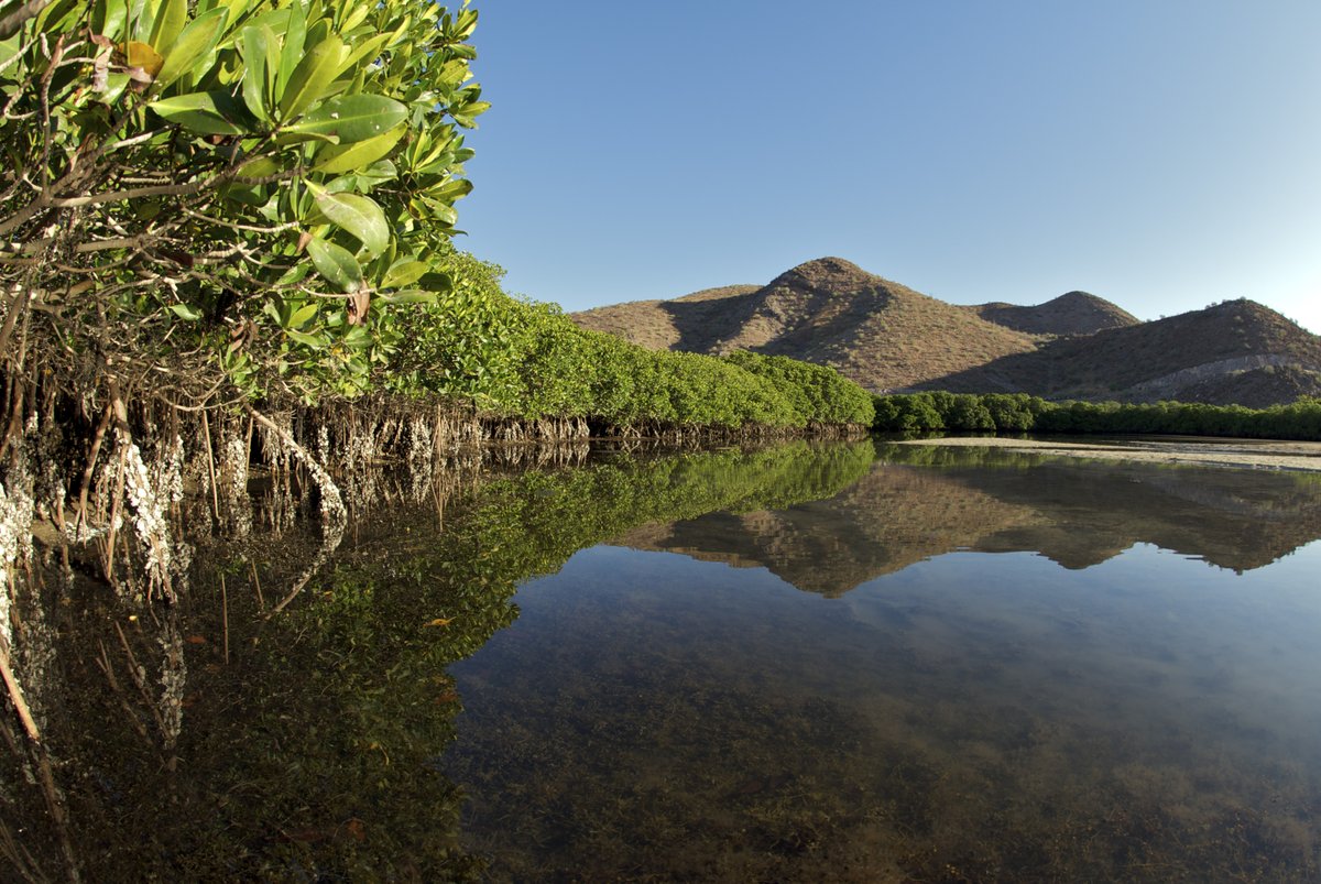 🌱 En el marco del Día Internacional de Conservación del Ecosistema de Manglares, celebrado cada 26 julio, comparto mi reflexión sobre este ecosistema.

eluniversal.com.mx/opinion/comuni…

#manglares #manglar #carbonoazul