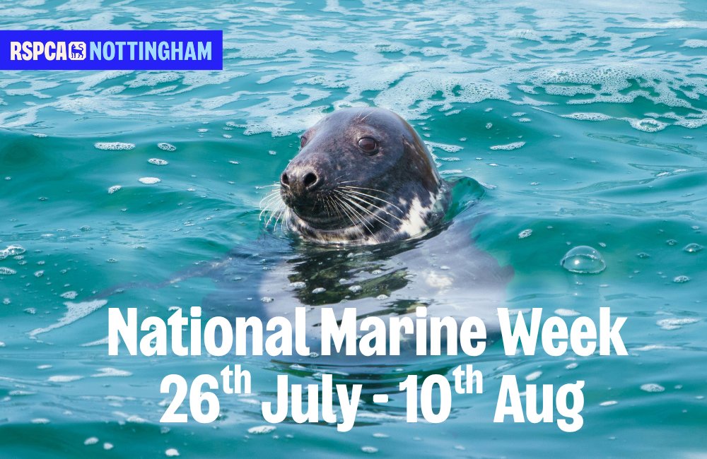 It's #nationalmarineweek We may be a landlocked branch but our friends <a href="/RSPCAStapeley/">RSPCAStapeley Grange</a>  and <a href="/RSPCAEastWinch/">RSPCA East Winch Wildlife Centre</a>  help many marine creatures. We were happy to help fund accommodation &amp; essential kit at both centres whose work covers a huge area.