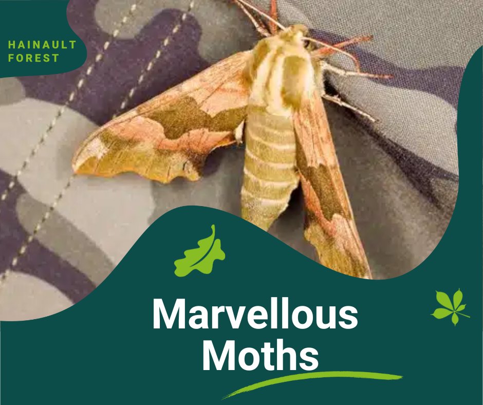 🦋Marvellous Moths: Sunday 10 August! 🦋

Discover the magic of moths in this fascinating minibeast session with our education ranger!

Learn all about these mysterious night time pollinators and explore their role in the Forest ecosystem.

🎟️ Book now: vrcl.uk/hainaultforest