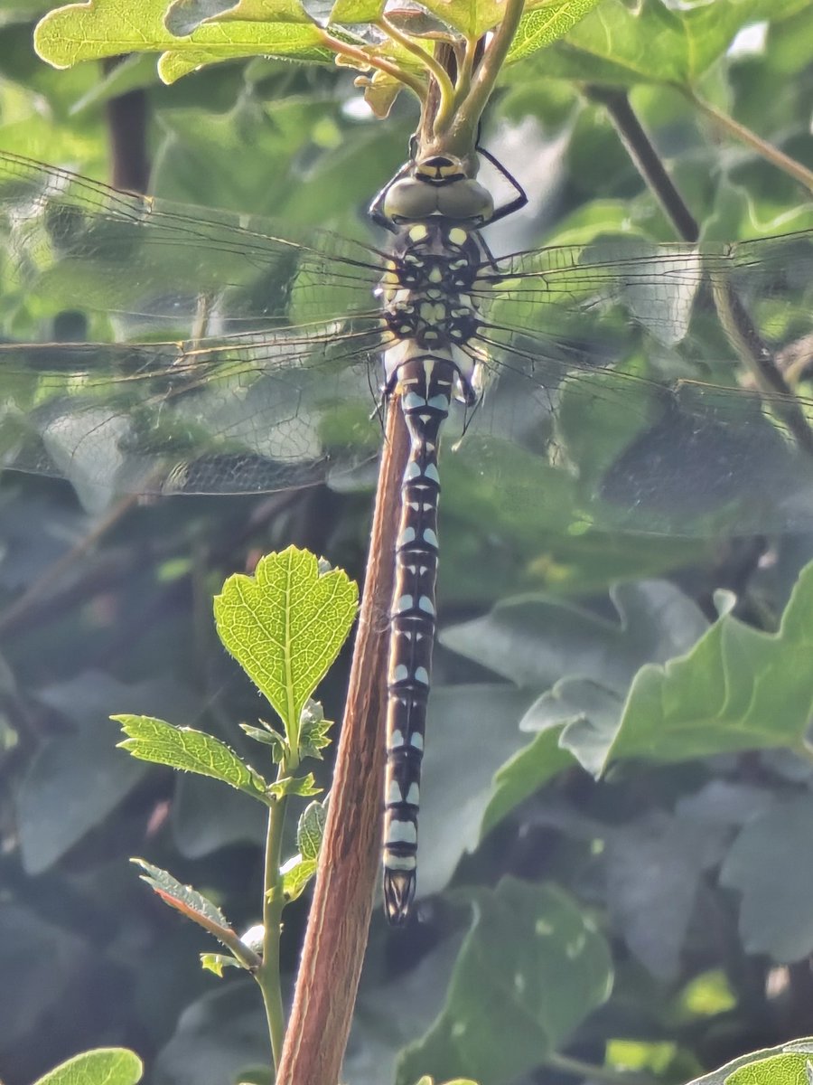 LawnMasterNotts's tweet image. Day 1121 of #IansDailyPhotoChallenge and a demoiselle was tough yesterday, the dragonfly today was tougher still!
This is the work I go through for you lot 🤗🐲🪰
#365DaysWild @Nottswildlife @WildlifeTrusts