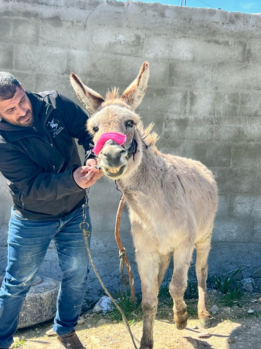 😁 Yay, it's Friday!  This donkey looks very happy about it and also happy to be given his worming medicine by Wael.  Thank you for your support which enables us to continue helping donkeys like this one. 😍