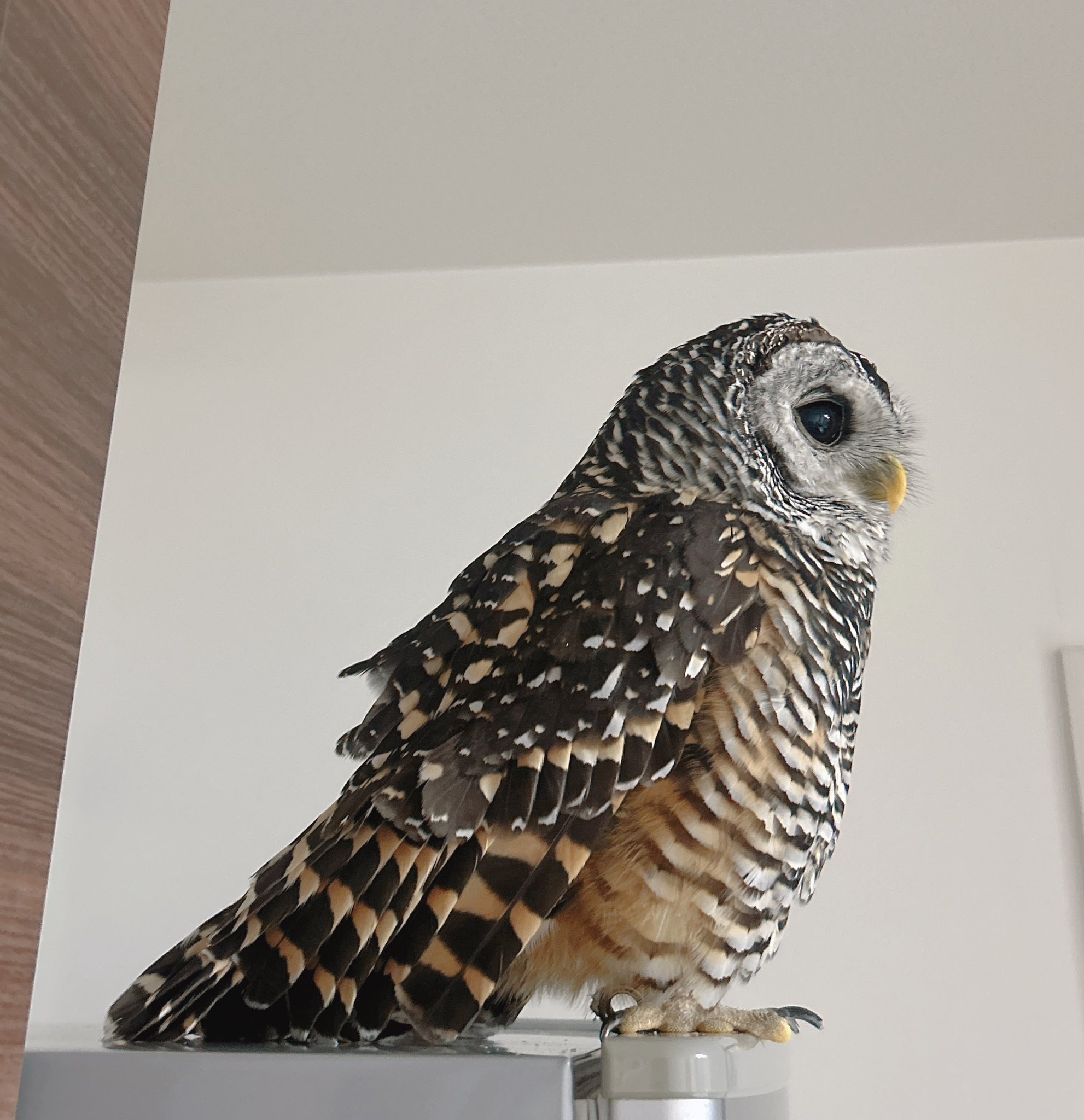 かなた🦉 on X: 