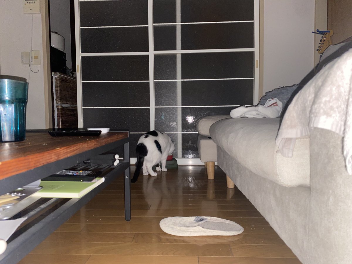 umedesukedomo's tweet image. もう寝るね〜と、部屋を暗くした瞬間にオヤツを食べに行く。