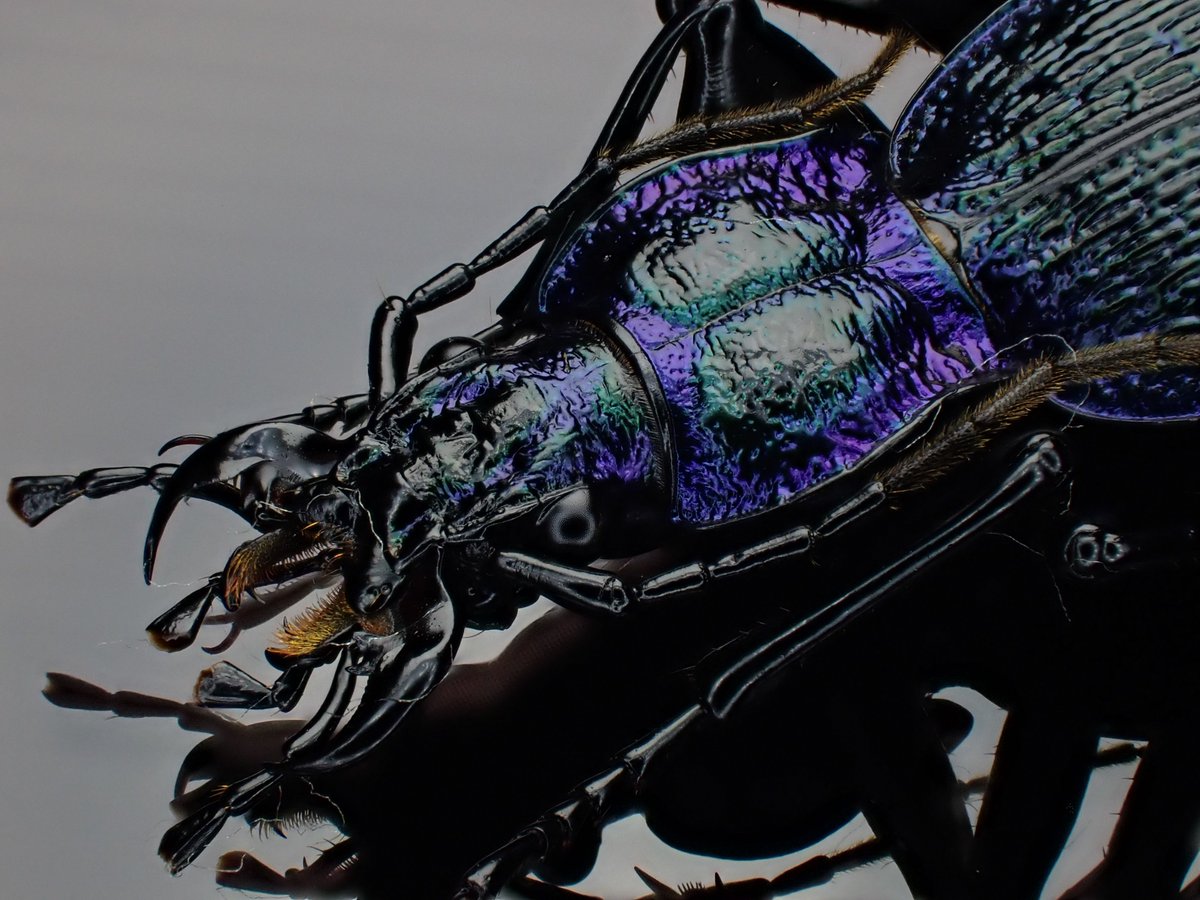 DamasterCarabus's tweet image. Carabus(Chaetocarabus) intricatus bohemicus
🇨🇿 Czech
広域分布しているので地域差も結構有るようです。
こちらは青と言うよりも紫が強めの美個体。