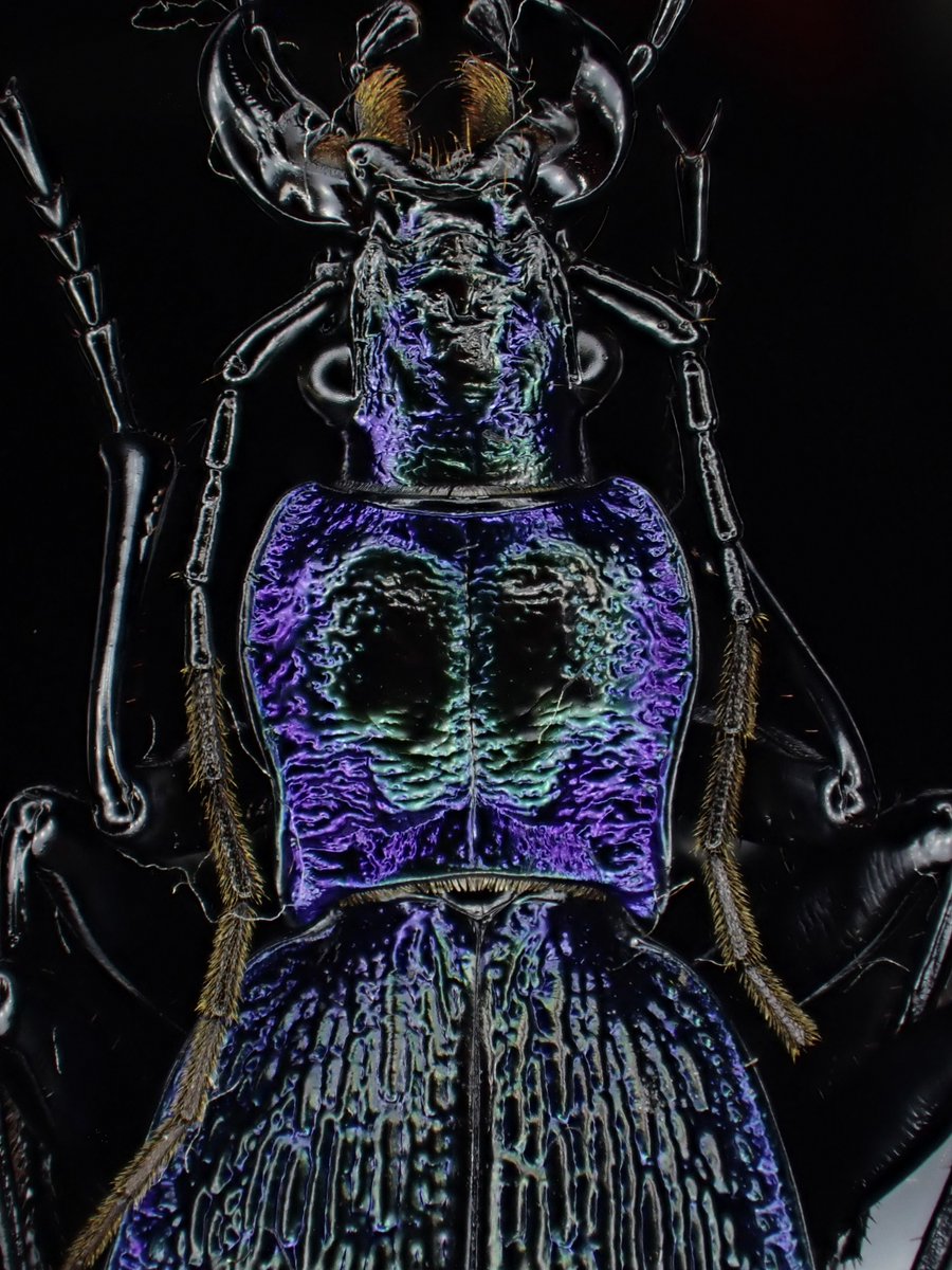 DamasterCarabus's tweet image. Carabus(Chaetocarabus) intricatus bohemicus
🇨🇿 Czech
広域分布しているので地域差も結構有るようです。
こちらは青と言うよりも紫が強めの美個体。