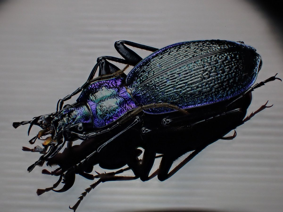 DamasterCarabus's tweet image. Carabus(Chaetocarabus) intricatus bohemicus
🇨🇿 Czech
広域分布しているので地域差も結構有るようです。
こちらは青と言うよりも紫が強めの美個体。