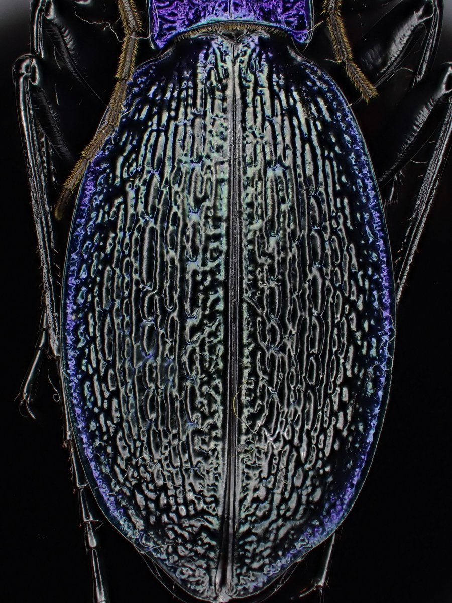 DamasterCarabus's tweet image. Carabus(Chaetocarabus) intricatus bohemicus
🇨🇿 Czech
広域分布しているので地域差も結構有るようです。
こちらは青と言うよりも紫が強めの美個体。