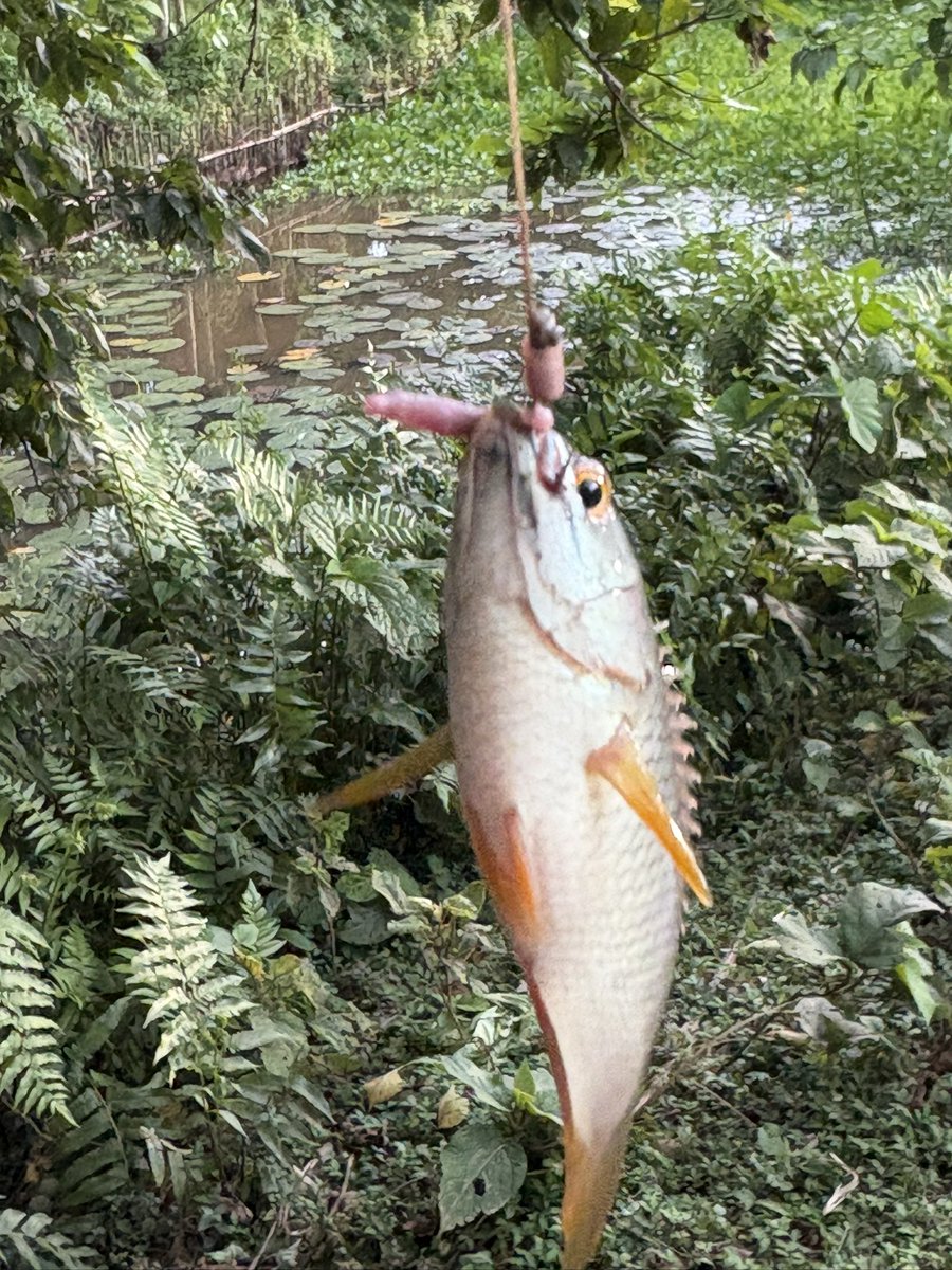 news_tech77282's tweet photo. Simple joys of village life — fishing by the pond with a bamboo rod and a big smile for a small catch! https://t.co/Gd4M82W7Qg