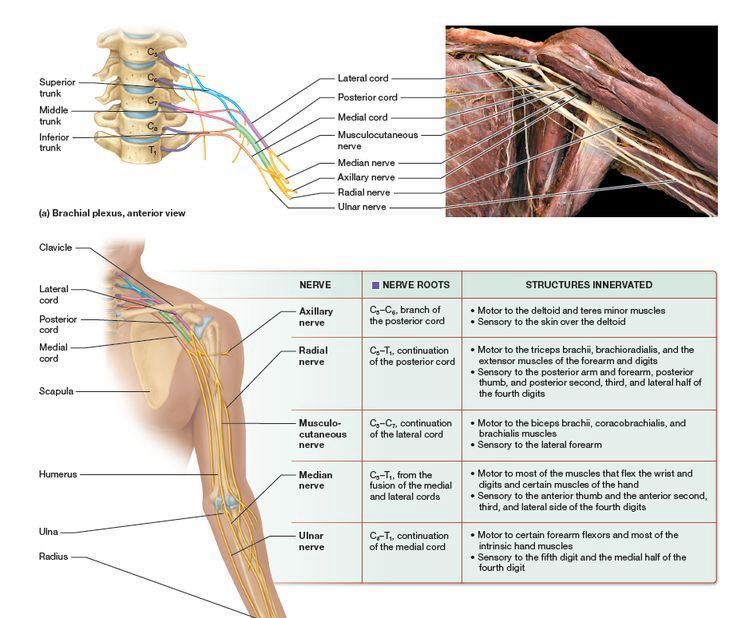 MoAImam's tweet image. Plexus brachial