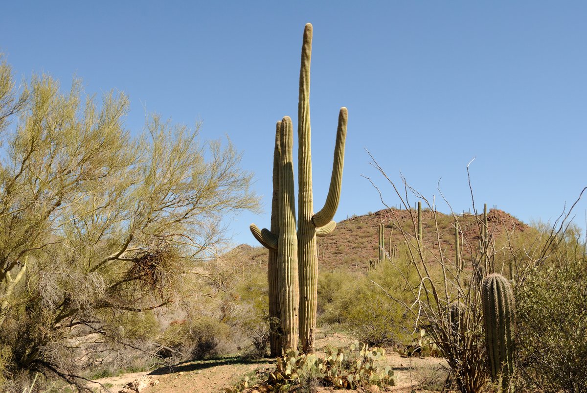 Our July #PlantOfTheMonth feature on @jstor_daily explores the saguaro’s ties to desert wildlife, human history, and environmental change.🌵 
Check out “Saguaro Cactus: A Desert Sentinel’s Prickly Plight” by Nina Foster:
daily.jstor.org/saguaro-cactus…