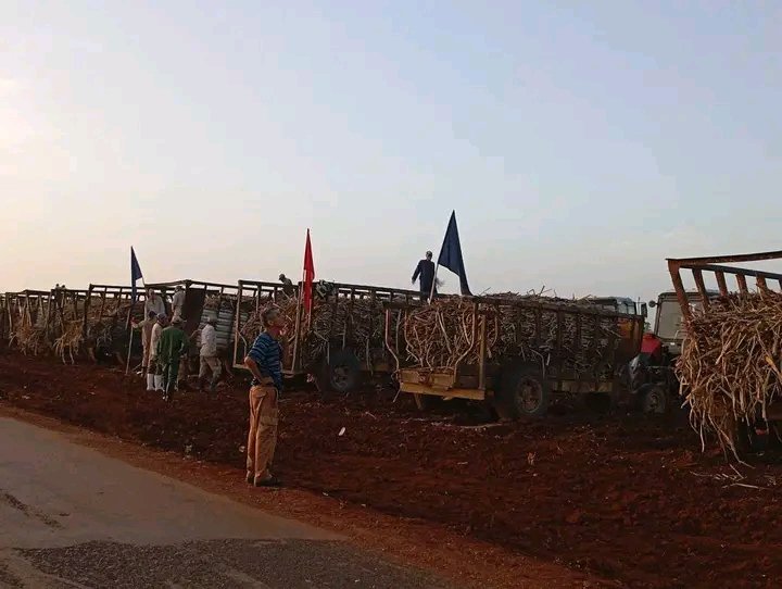 c_vdhe's tweet photo. Nos movilizamos hoy el pueblo de Ciro Redondo trabajo de voluntario en la UBPC Ernesto Che Guevara en saludo al 72 aniversario de el asalto a los Cuarteles Moncada y Carlos Manuel de Céspedes, se logra sembrar 20 ha de caña #PorCiroRedondoTodo #CiegoEn26
@RodriguezM15427 https://t.co/q3SpiRXSsS
