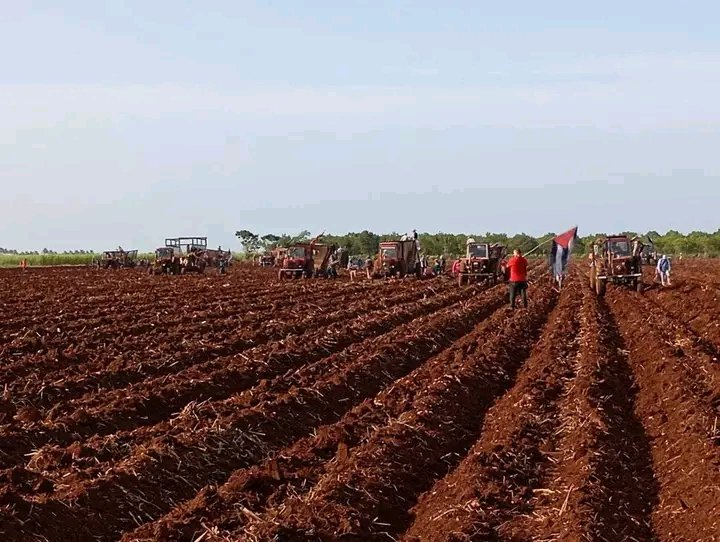 c_vdhe's tweet photo. Nos movilizamos hoy el pueblo de Ciro Redondo trabajo de voluntario en la UBPC Ernesto Che Guevara en saludo al 72 aniversario de el asalto a los Cuarteles Moncada y Carlos Manuel de Céspedes, se logra sembrar 20 ha de caña #PorCiroRedondoTodo #CiegoEn26
@RodriguezM15427 https://t.co/q3SpiRXSsS