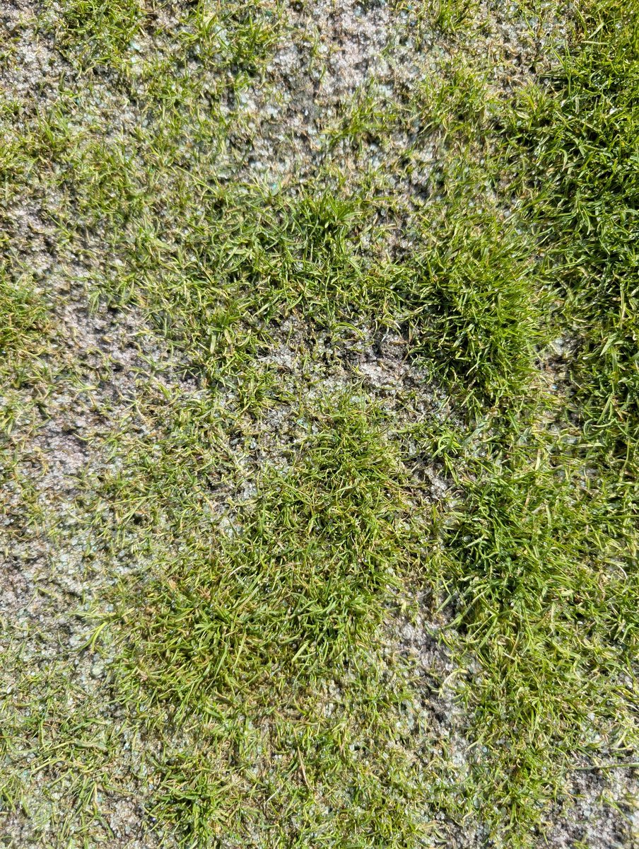 Richard Hurley, PhD tweet media