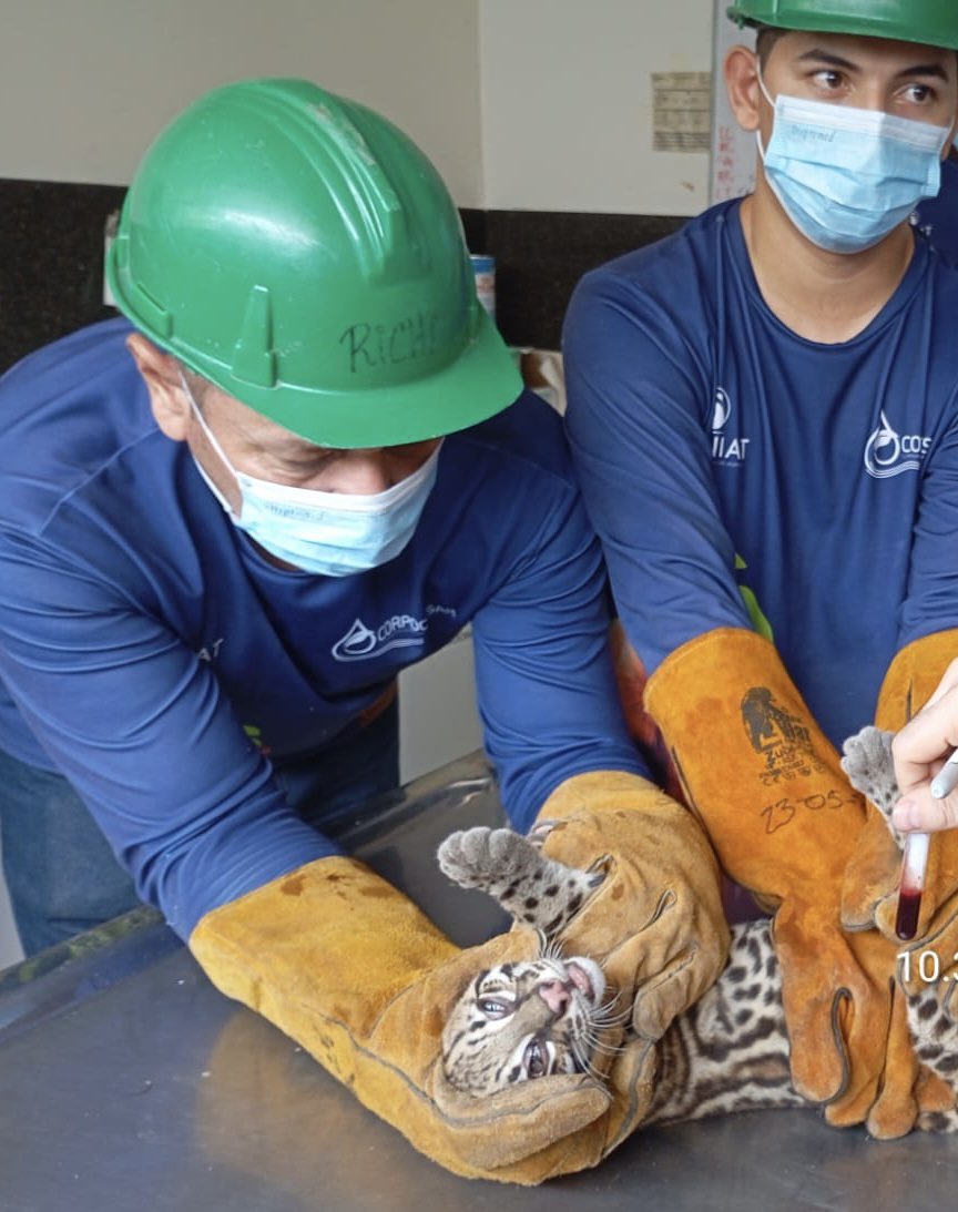Corpocesar (@corpocesar) on Twitter photo 🧬🐾 Corpocesar apoya un proyecto científico de la <a href="/UniJaveriana/">Pontificia Universidad Javeriana</a> con muestras de ADN de fauna silvestre del CAVFFS.
El estudio busca conocer cómo han evolucionado 10 especies de carnívoros en Sudamérica.
🌿 ¡La ciencia y la conservación van de la mano!
#CorpocesarEnAcción 💙 🧬🐾 Corpocesar apoya un proyecto científico de la <a href="/UniJaveriana/">Pontificia Universidad Javeriana</a> con muestras de ADN de fauna silvestre del CAVFFS.
El estudio busca conocer cómo han evolucionado 10 especies de carnívoros en Sudamérica.
🌿 ¡La ciencia y la conservación van de la mano!
#CorpocesarEnAcción 💙
