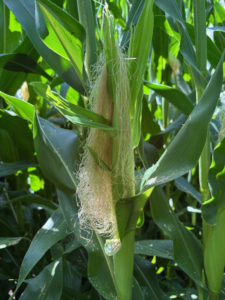 CraigAgronomy's tweet image. Typical long silk on our C6900 conventional hybrid. This is not related to the tassel wrap/ pollination issues going around. Just early and aggressive silking. 👌🏻