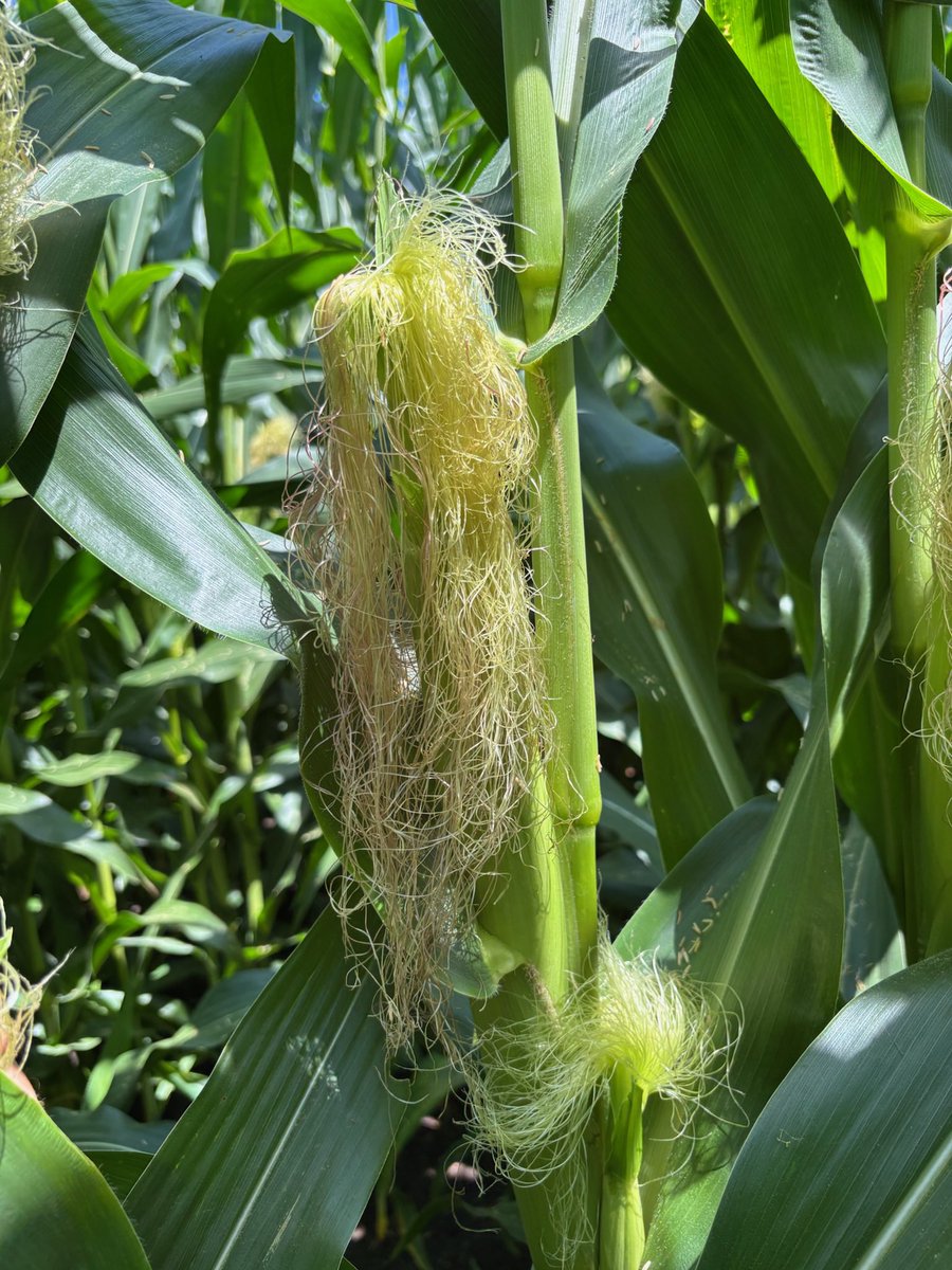 CraigAgronomy's tweet image. Typical long silk on our C6900 conventional hybrid. This is not related to the tassel wrap/ pollination issues going around. Just early and aggressive silking. 👌🏻