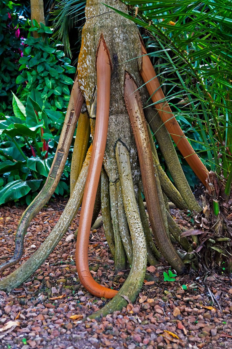 geologyBits's tweet photo. In Geology ✔️ Mineralogy - Botany
#WalkingPalm #Botany #SocrateaExorrhiza #NatureAdaptations
🔁 The Walking Palm: Nature’s Wandering Wonder
▶️ Imagine a tree that can "walk" across the rainforest floor, adapting to its environment in a way that defies botanical norms.
Meet the Walking Palm
(Socratea exorrhiza), a marvel of nature that captivates scientists and explorers alike.
▶️ Environment & Cultivation
Native to the tropical rainforests of Central and South America, the Walking Palm thrives in the humid, shaded understory of the Amazon and adjacent regions, from Costa Rica to Brazil.
Its unique stilt roots
elevate it above swampy, debris-laden soils, allowing it to flourish in areas where other trees struggle.
While not commonly cultivated
due to its specific habitat needs, it can be grown in tropical botanical gardens with well-drained, nutrient-rich soil and high humidity, mimicking its natural environment.
The palm’s slow growth
and specialized root system make it a challenging but rewarding specimen for dedicated horticulturists.
▶️ Botanical Information
Socratea exorrhiza, a member of the Arecaceae family, is a monocotyledonous palm that can reach heights of up to 25 meters (82 feet) with a slender trunk, typically 12–16 cm in diameter, covered in coarse, dark-brown bark.
Its pinnate leaves
divided into numerous leaflets, extend from a central stalk, adapting to low-light conditions with thicker leaves and more stomata in sun-exposed individuals.
The palm’s defining feature
is its stilt roots, which grow downward from the trunk, elevating the base several feet above ground.
These roots, 8–10 cm thick
can extend up to 70 cm monthly, anchoring the tree in unstable soils.
Contrary to popular belief
studies, such as those by biologist Gerardo Avalos, debunk the myth that the palm "walks" by shifting its roots; instead, new roots grow in response to environmental changes, like fallen debris, giving the illusion of movement.
The palm is beetle-pollinated
primarily by Phyllotrox and Mystrops species, and produces yellow, edible fruit, with seeds weighing about 3.5 g, though only 45% germinate.
Its wood is used for construction
and hunting spears, while the inner roots have traditional uses as a male aphrodisiac.
▶️ Interesting Fact
The Walking Palm’s stilt roots may not enable true movement, but they allow it to colonize debris-heavy areas by growing over obstacles, a trait that inspired the myth of a "walking tree."
This adaptation helps
it reach sunlight without investing in a thicker trunk, a brilliant evolutionary strategy.
🔎 Have you ever seen a Walking Palm or another unique rainforest plant?
🔁 Like & Share your thoughts or experiences with tropical flora below! What other botanical wonders would you like to learn about?
🎞️ Walking Trees | The Socratea exorrhiza
https://t.co/UMWi0rZqEK