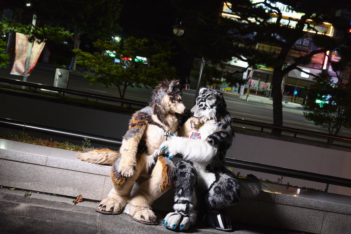 The secret meeting at nights
#FURSTCLASS #FursuitFriday 
📸: <a href="/guni1636/">그니 GUNI</a>