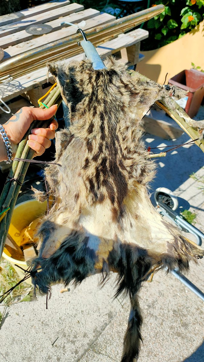 las voces (mi pariento) me dicen que le tatue las calvas