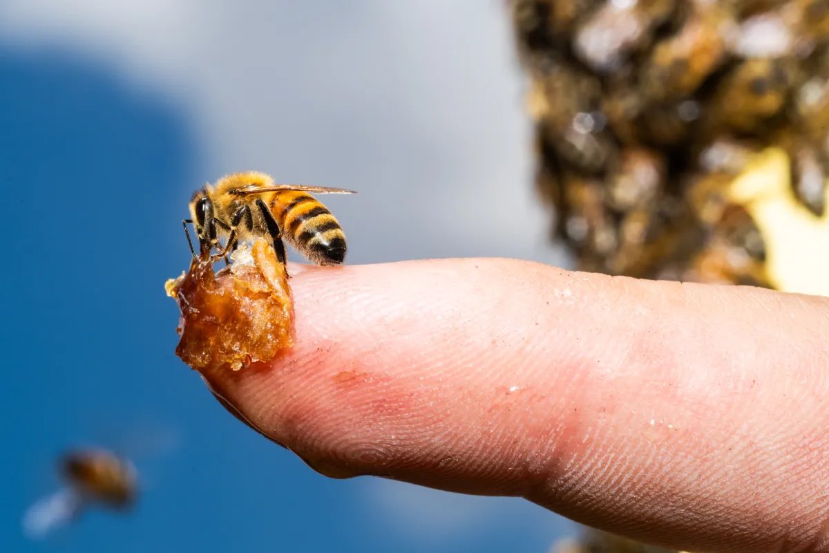 colinbphoto's tweet photo. What a week, and what a great set of photos from the @BlockClubCHI team!
Check them out here:
This Week In Photos: Damen Silos Demolition Begins, Bees At O'Hare And More https://t.co/GBiMjyy267 https://t.co/Sli22yAXio