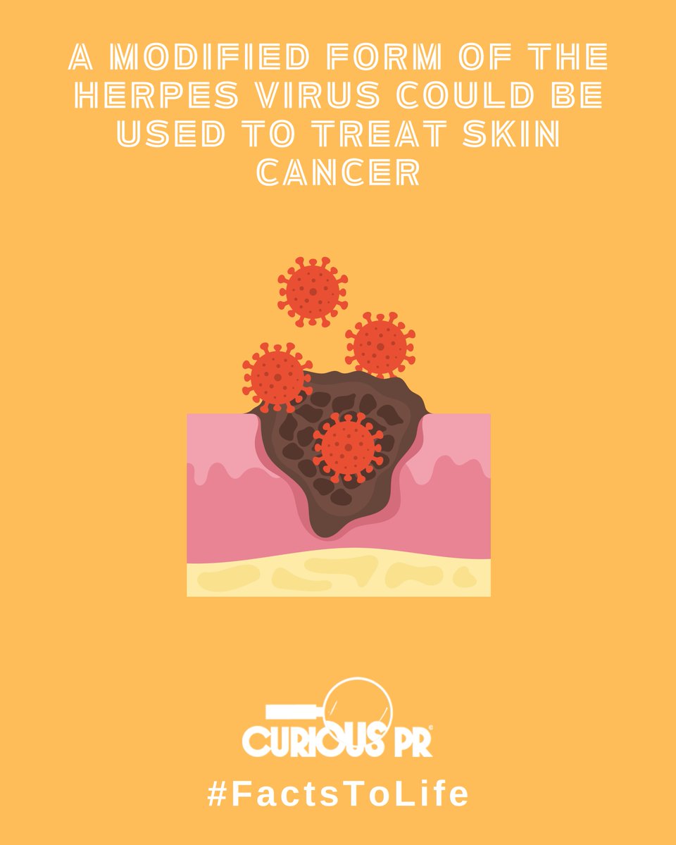 Curious PR (@curious_pr) on Twitter photo 🦠According to <a href="/newscientist/">New Scientist</a>, a modified herpes virus is showing promise in treating skin cancer that resists standard therapies. When combined with an immune-boosting drug, tumours shrank in 30% of cases.
#CancerTreatment #MedicalScience
🔗Read more:
newscientist.com/article/248747… 🦠According to <a href="/newscientist/">New Scientist</a>, a modified herpes virus is showing promise in treating skin cancer that resists standard therapies. When combined with an immune-boosting drug, tumours shrank in 30% of cases.
#CancerTreatment #MedicalScience
🔗Read more:
newscientist.com/article/248747…