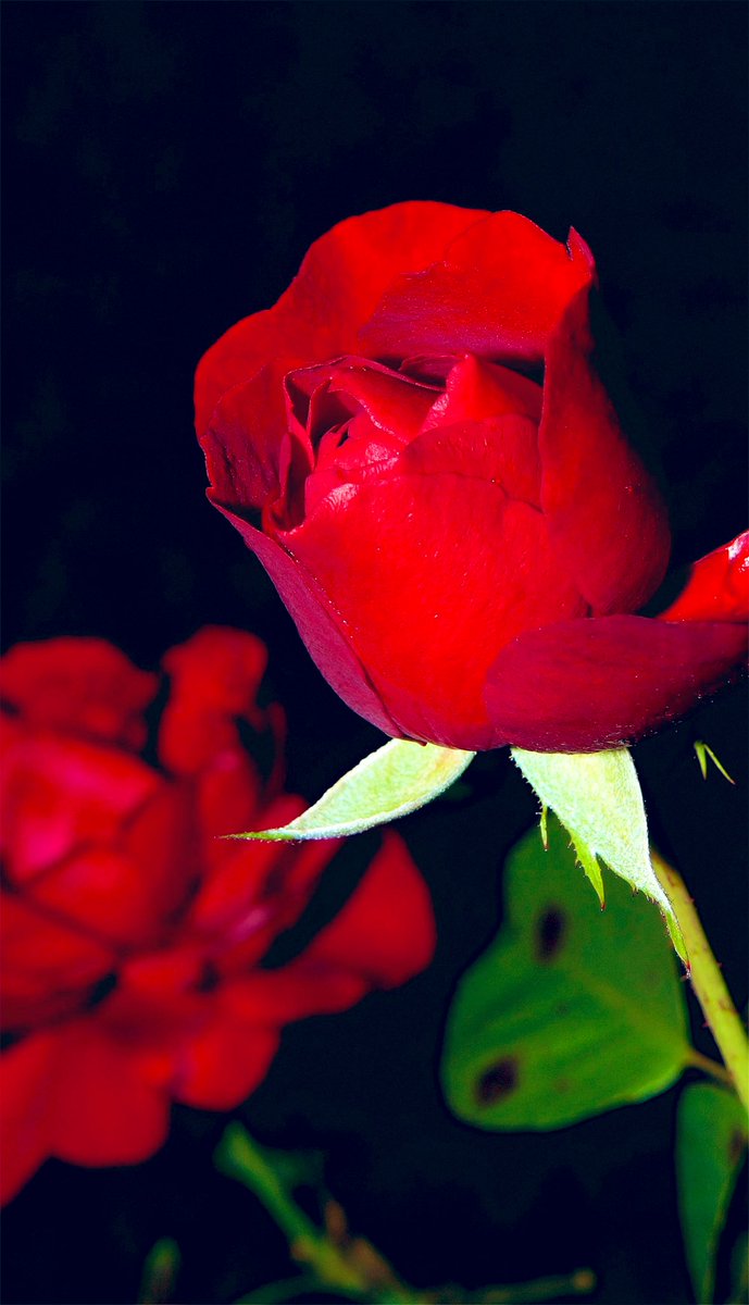 simpleas_Jade's tweet image. Good night ✨🌙✨
You’ve made it through the week ..
and that’s something to be proud of🌟
May your weekend bring the rest that
you deserve and moments that turn
into beautiful memories💭💭
Sleep well 🌿💫🌿💫