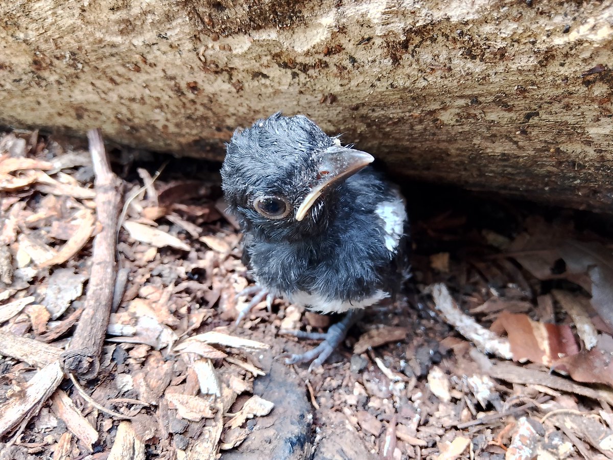 this little bird practicing how to fly and then learned it slowly 🐦‍⬛
