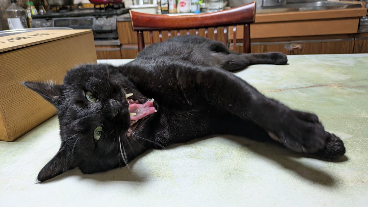 2610Am's tweet image. 黒猫サミーの遊び
魔除けになるね
#猫