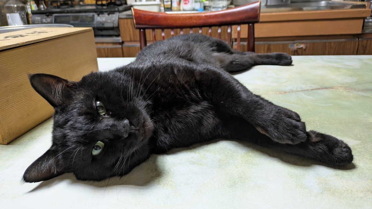 2610Am's tweet image. 黒猫サミーの遊び
魔除けになるね
#猫