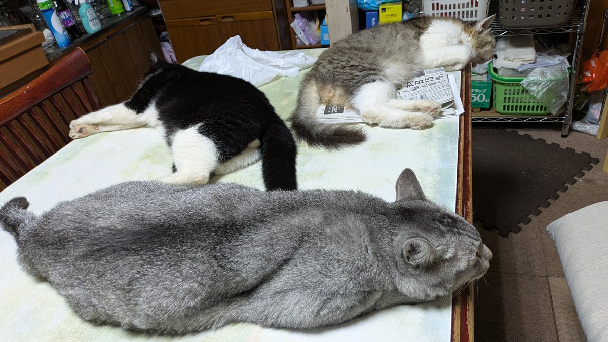 2610Am's tweet image. 黒猫サミーの遊び
魔除けになるね
#猫