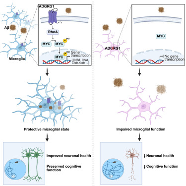NeuroCellPress's tweet image. Online now: G-protein-coupled receptor ADGRG1 drives a protective microglial state in Alzheimer's disease through MYC activation dlvr.it/TM6YVm