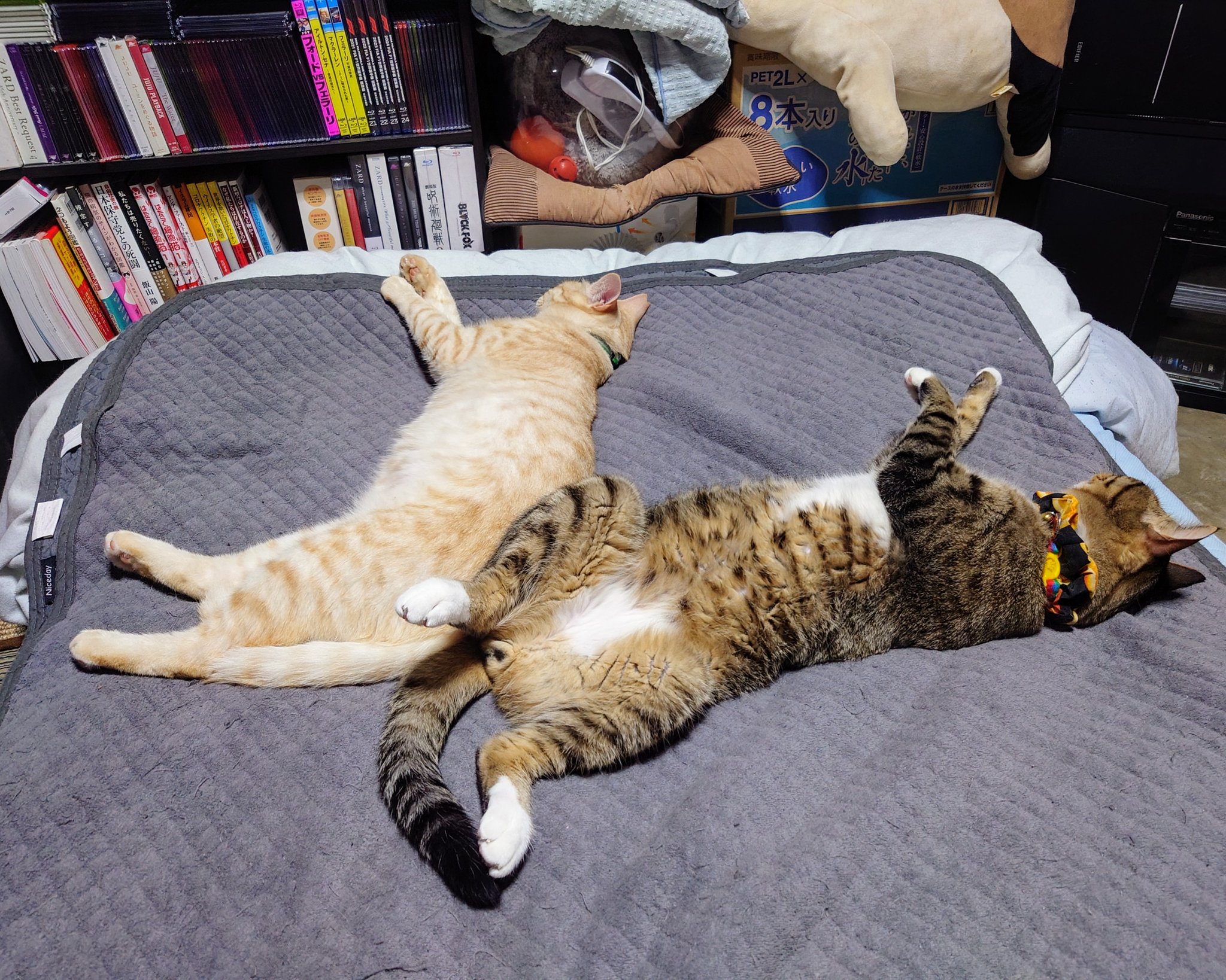 ✩新品　九谷焼　アポロSynm(シン)　招き猫　赤盛右✩赤盛と黒猫の2点セット ✩新品 九谷焼 アポロSynm(シン) 招き猫 赤盛右✩赤盛と黒猫の2