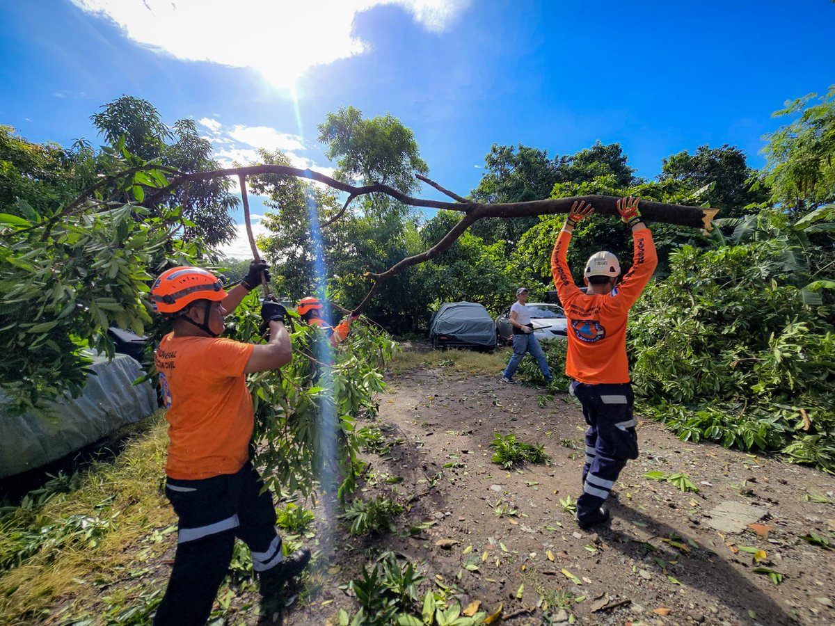 pe_equilibrium's tweet image. #LOÚLTIMO | Esta mañana un árbol cayó sobre dos vehículos estacionados en un parqueo, en reparto San Fernando, Soyapango, San Salvador Este, causando solo daños materiales. Personal de Protección Civil realiza labores de remoción.