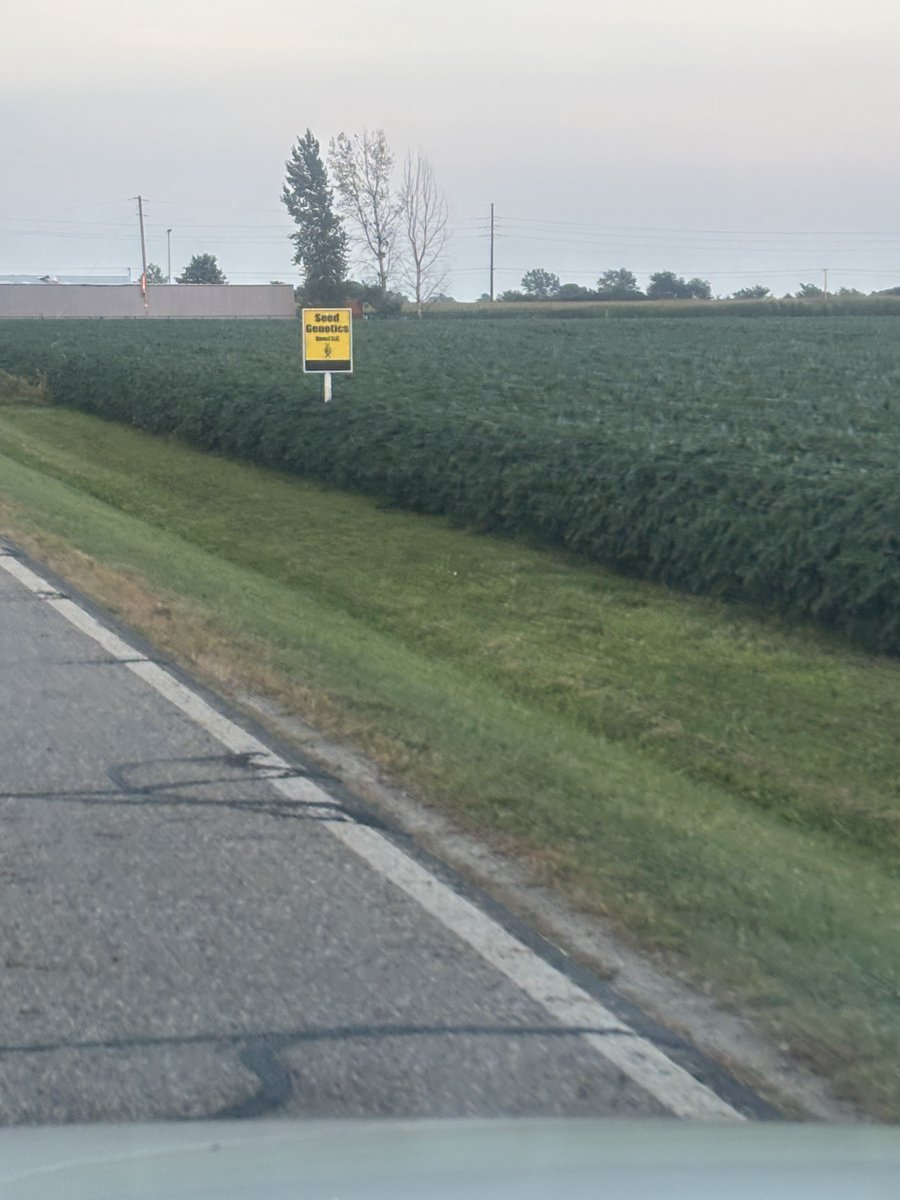seedgenetics's tweet image. Black Family Farms in Lockbourne, Ohio, are quite proud of how great their ET-4732's are looking!