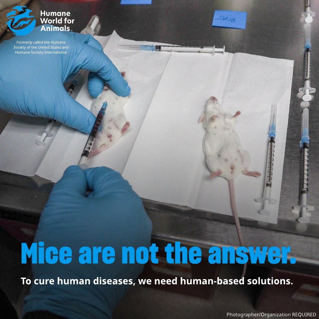 humaneworldeat's tweet image. 🔬 Scientists often use genetically modified mice to study human diseases, but here's the problem: these lab experiments don't actually show how diseases work in humans.
It's time we support research methods that are both more relevant to human health & kinder to animals. 🐭🧬