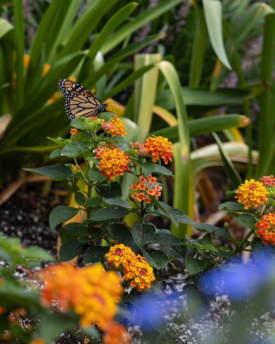 UFFacilities's tweet image. Not saying the butterflies are Gator fans… but they do seem to prefer orange and blue 👀🦋🧡
#UF #FSFlowerFriday #UFFacilitiesServices #FacilitiesManagement