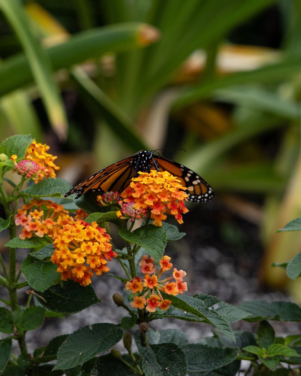 UFFacilities's tweet image. Not saying the butterflies are Gator fans… but they do seem to prefer orange and blue 👀🦋🧡
#UF #FSFlowerFriday #UFFacilitiesServices #FacilitiesManagement