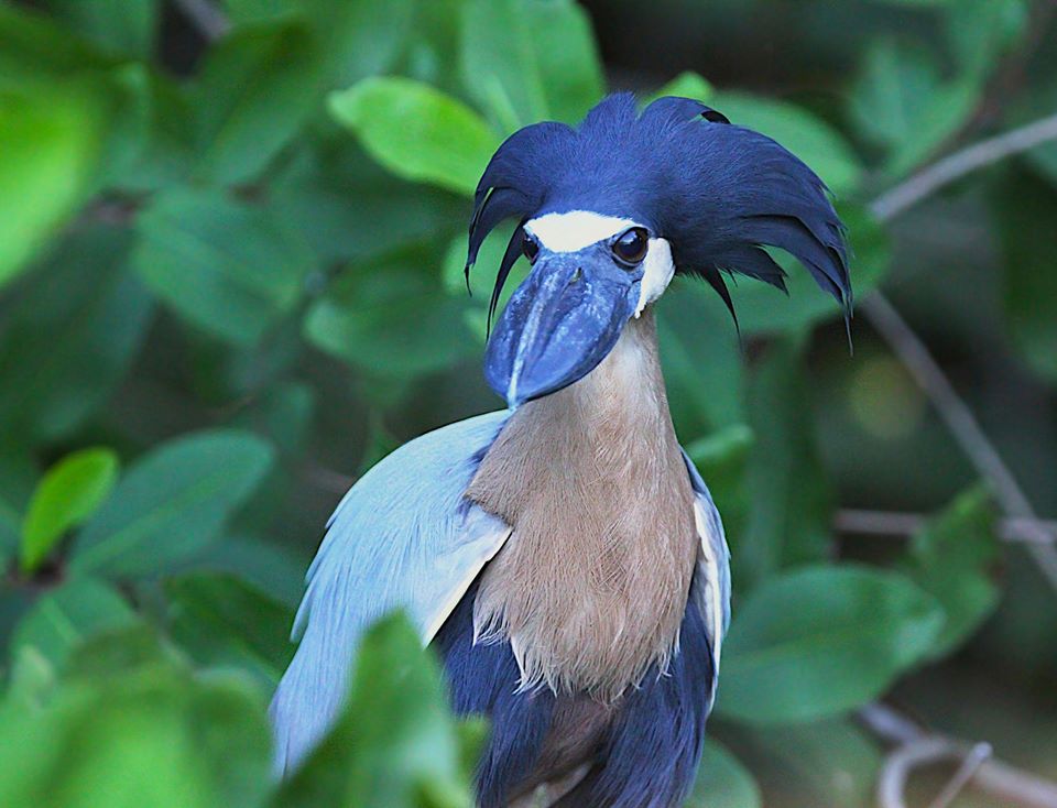 TreeHouseReal's tweet image. ..and if he's already mean and angry... he turns into a strange unknown creature...