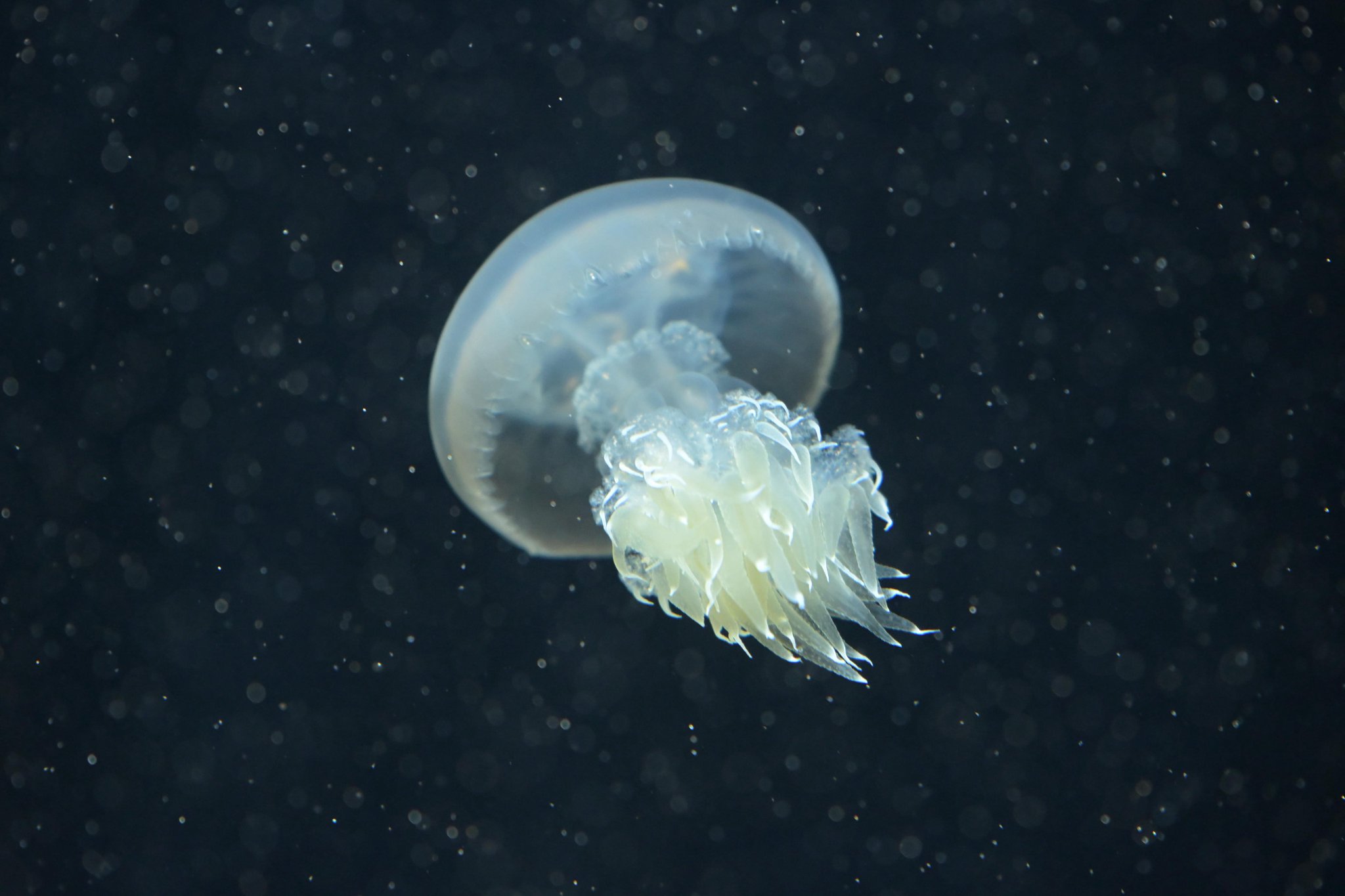 クラゲ 614PU0YiBoL._UF350,350_QL50_.jpg